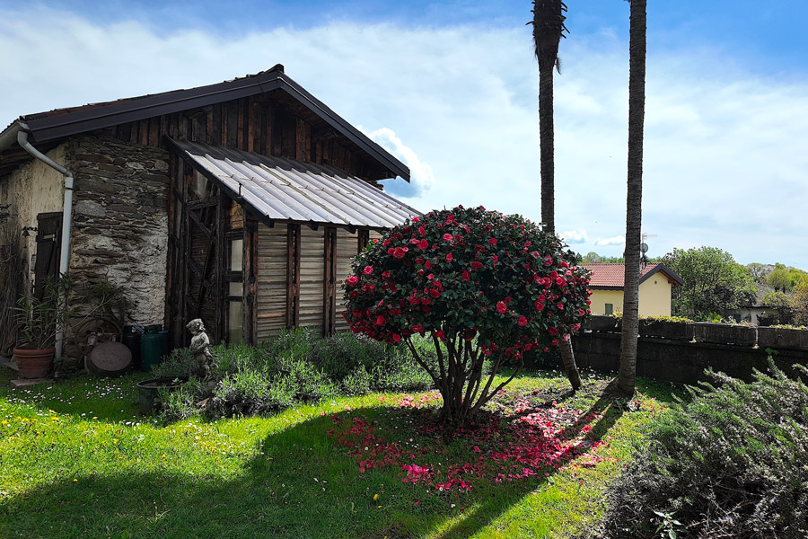 Ambient Recovery Statua